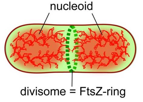 Nucleoid and Divisome