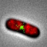 Composite image of nucleoid and the cell