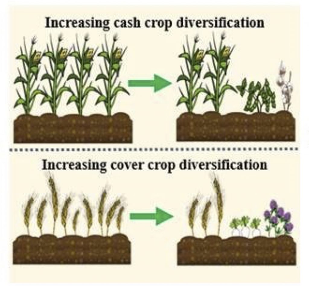 Research Soil Management Lab