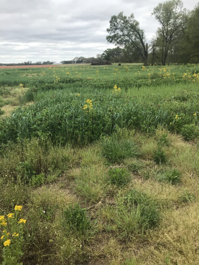 Research Soil Management Lab