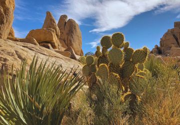 cactus pictured in front of red rocks at Joshua Tree National Park