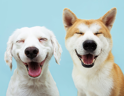 smiling dogs